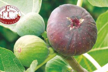 settembre-ai-fichi-2026-a-san-mauro-cilento-agrofesta-eventi-sagre-nel-cilento-e-vallo-di-diano