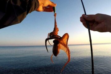 Campionato pesca seppie e polpi 2026 a Agropoli