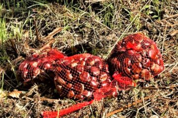 Castagne in Festa a Postiglione 2026 a Canneto di Postiglione