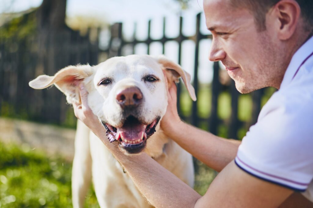 Sterilizzazione gratuita cani ad Agropoli: come fare domanda