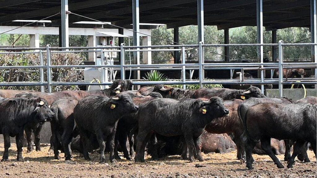 Eboli, filiera bufalina e sostenibilità: il 14 ottobre confronto sul futuro della Piana del Sele