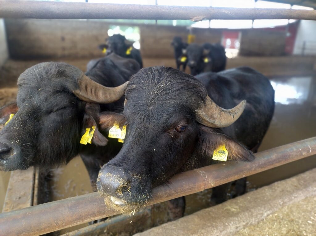 Filiera bufalina e sostenibilità: il 14 ottobre a Eboli un confronto sul futuro della Piana del Sele